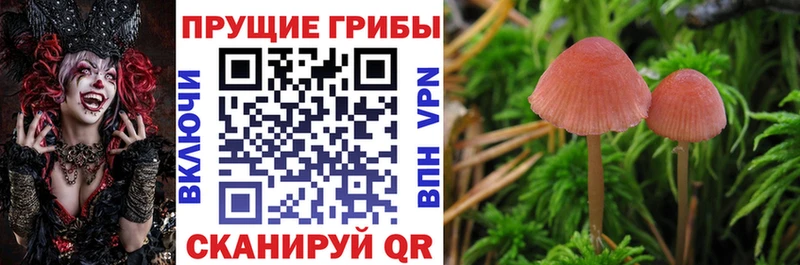 Галлюциногенные грибы Psilocybine cubensis  купить   Задонск 